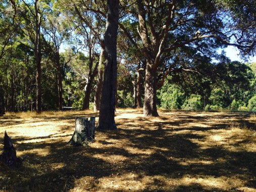 The ceremony clearing at Fair Harvest, Margaret River